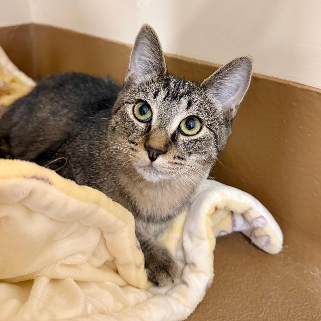 Enlarge Moxie, a Adoptable Domestic Short Hair in Agoura Hills, CA image 6/6