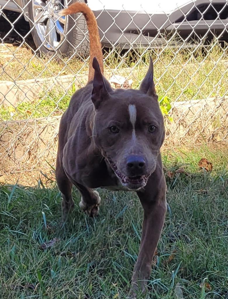 Chico, Adoptable, Adult Male Pit Bull Terrier.