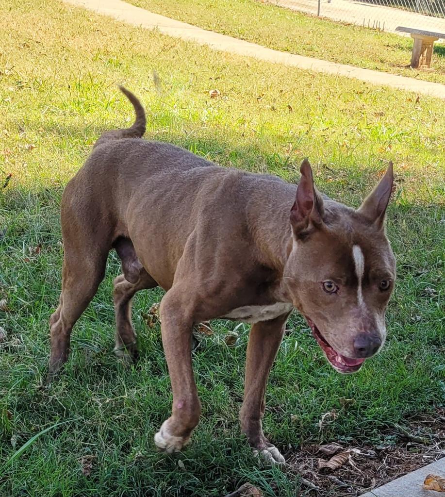 Chico, a Adoptable Pit Bull Terrier in Lawrenceburg, TN image 3/6
