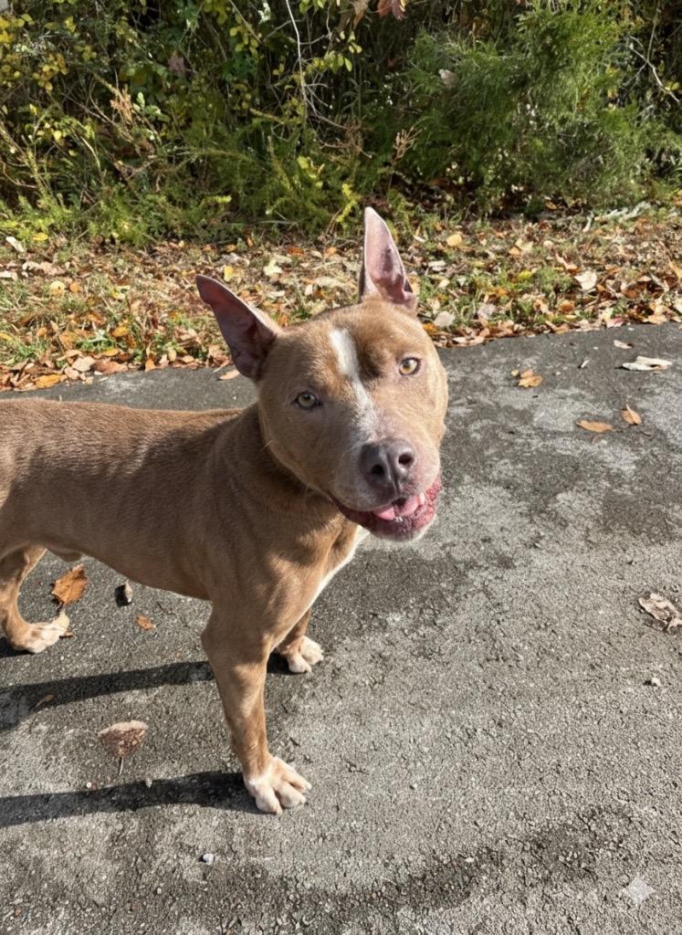 Chico, a Adoptable Pit Bull Terrier in Lawrenceburg, TN image 4/6