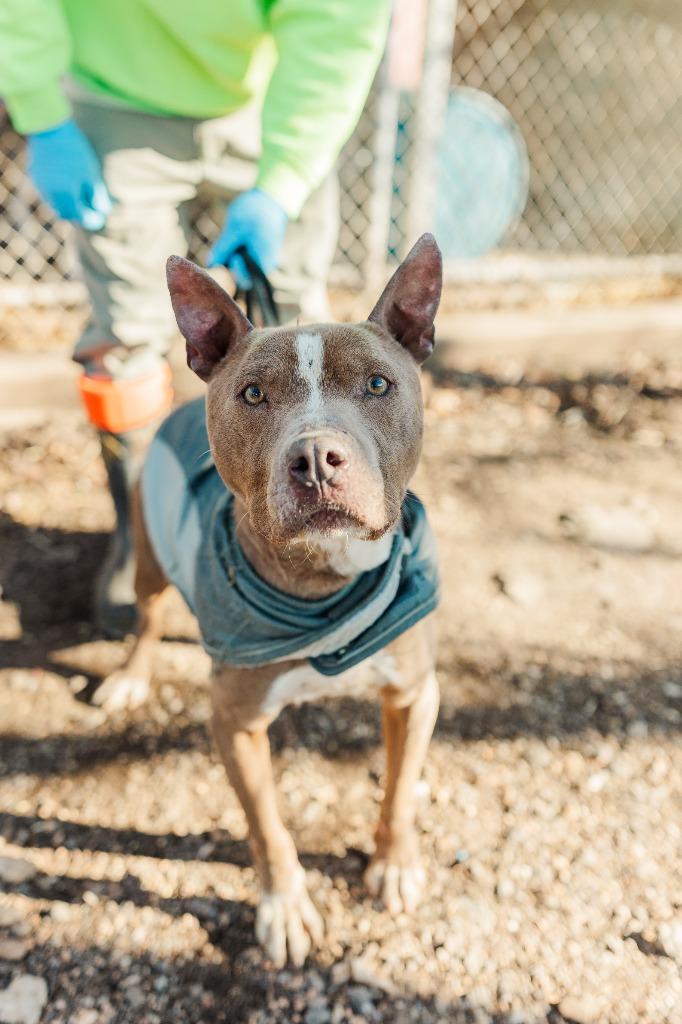 Enlarge Chico, a Adoptable Pit Bull Terrier in Lawrenceburg, TN image 4/6