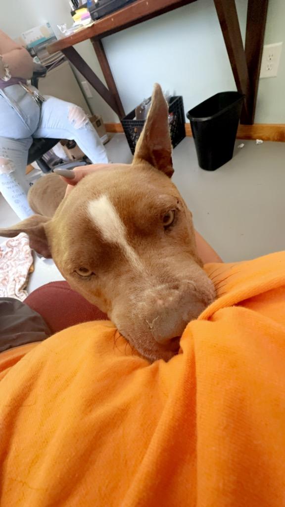 Chico, a Adoptable Pit Bull Terrier in Lawrenceburg, TN image 5/6