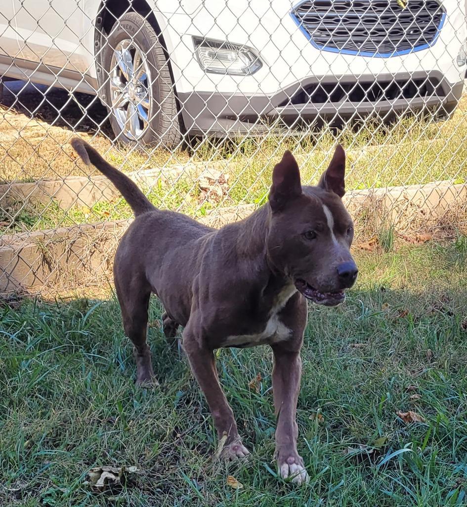 Chico, a Adoptable Pit Bull Terrier in Lawrenceburg, TN image 6/6