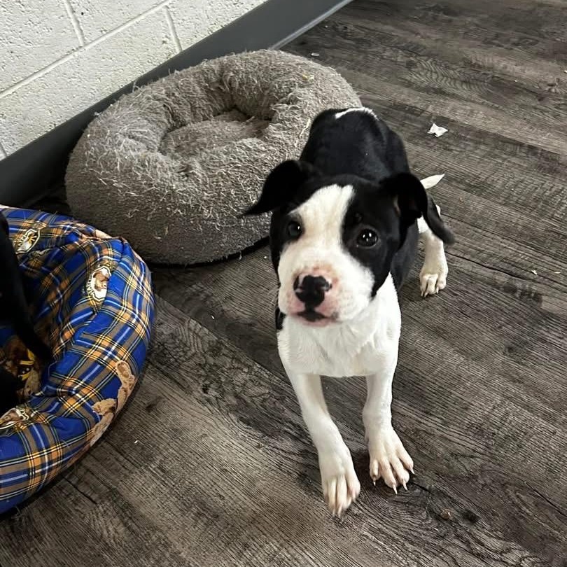 Dog for adoption Pitbull Husky Puppy a Pit Bull Terrier Husky Mix in Alma MI Petfinder