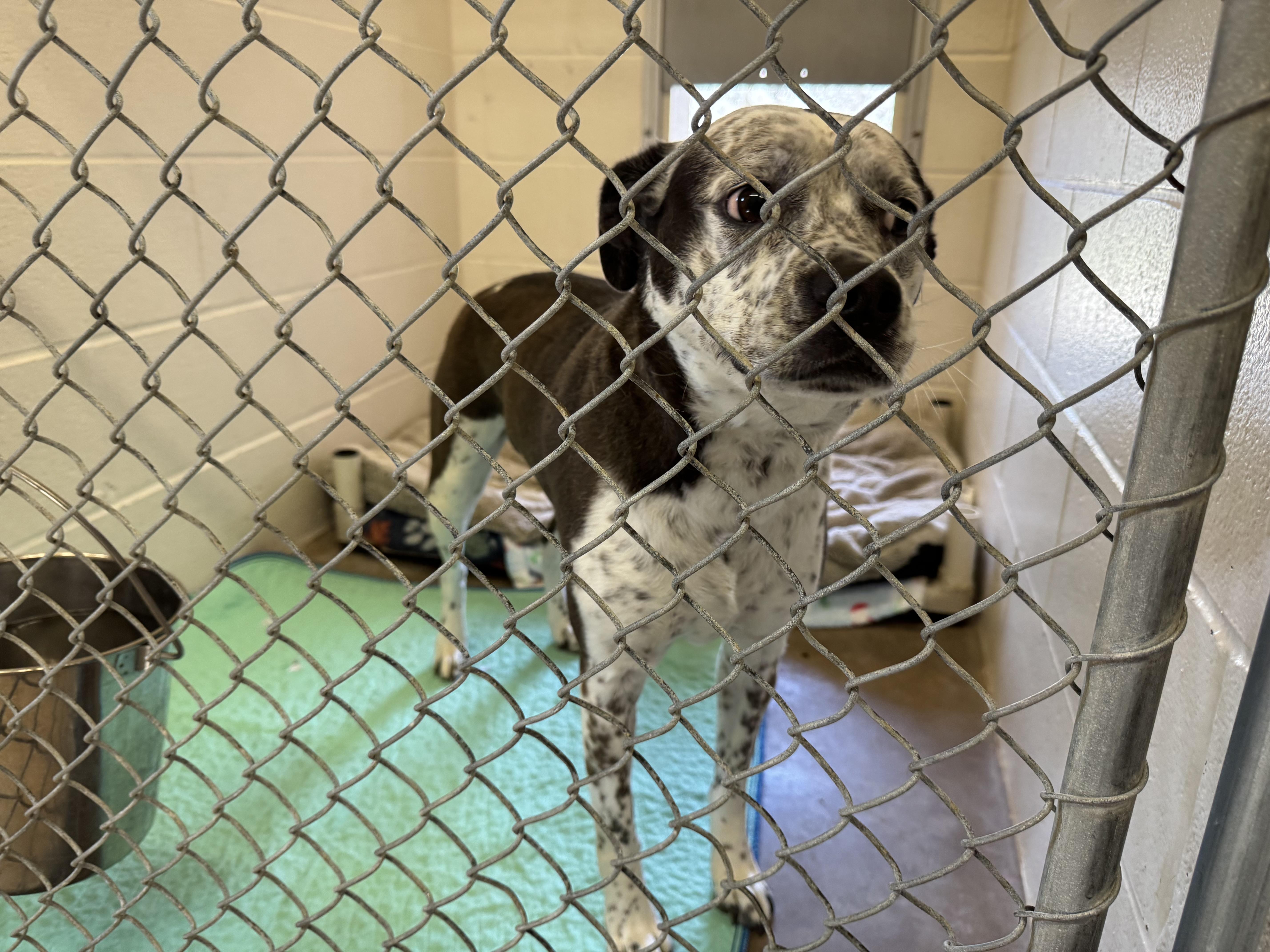 Enlarge Harley , a ADOPTABLE mixed breed in Sherman, TX image 3/3