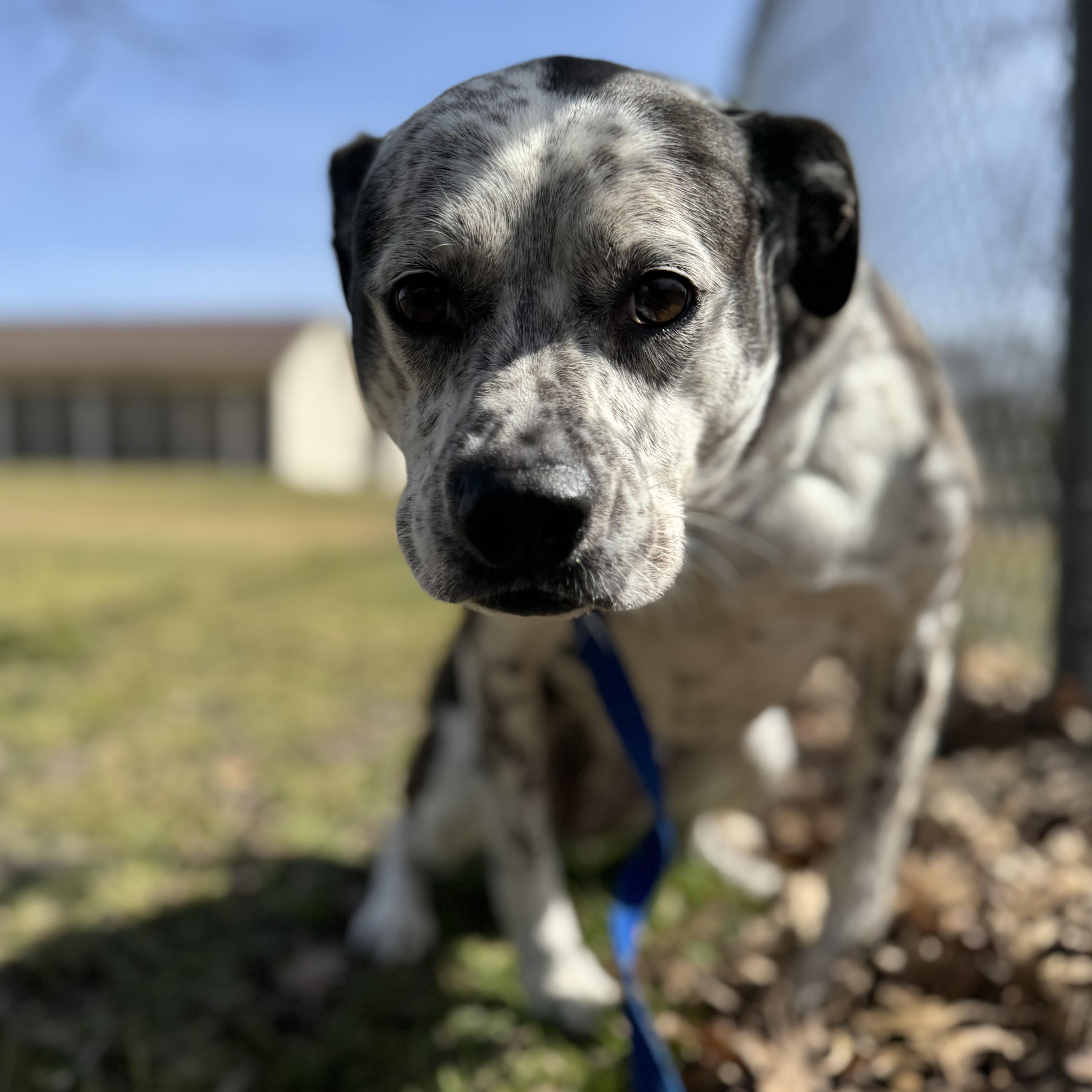 Enlarge Harley , a ADOPTABLE mixed breed in Sherman, TX image 2/3