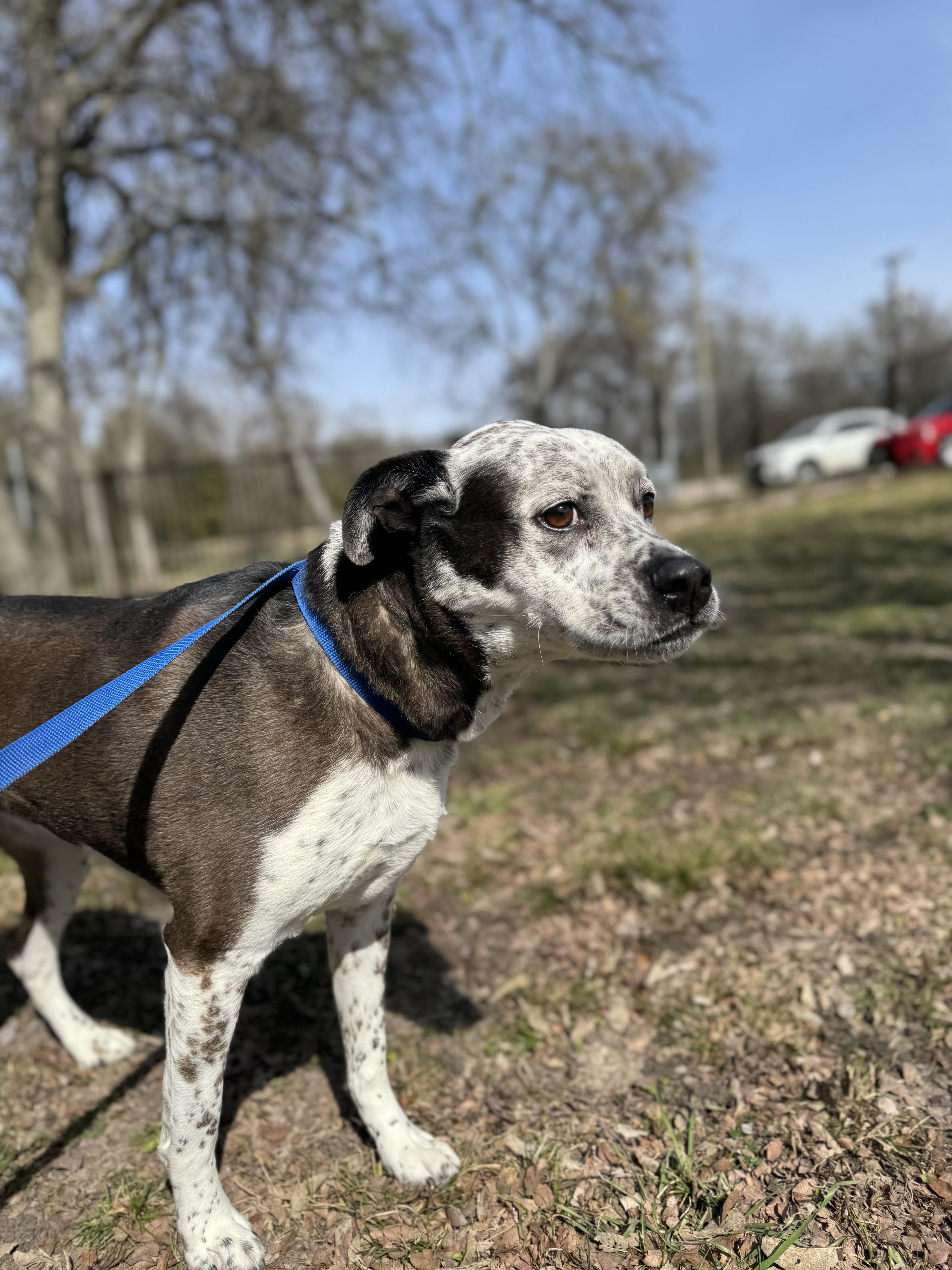 Harley , ADOPTABLE, Adult Female German Shorthaired Pointer.