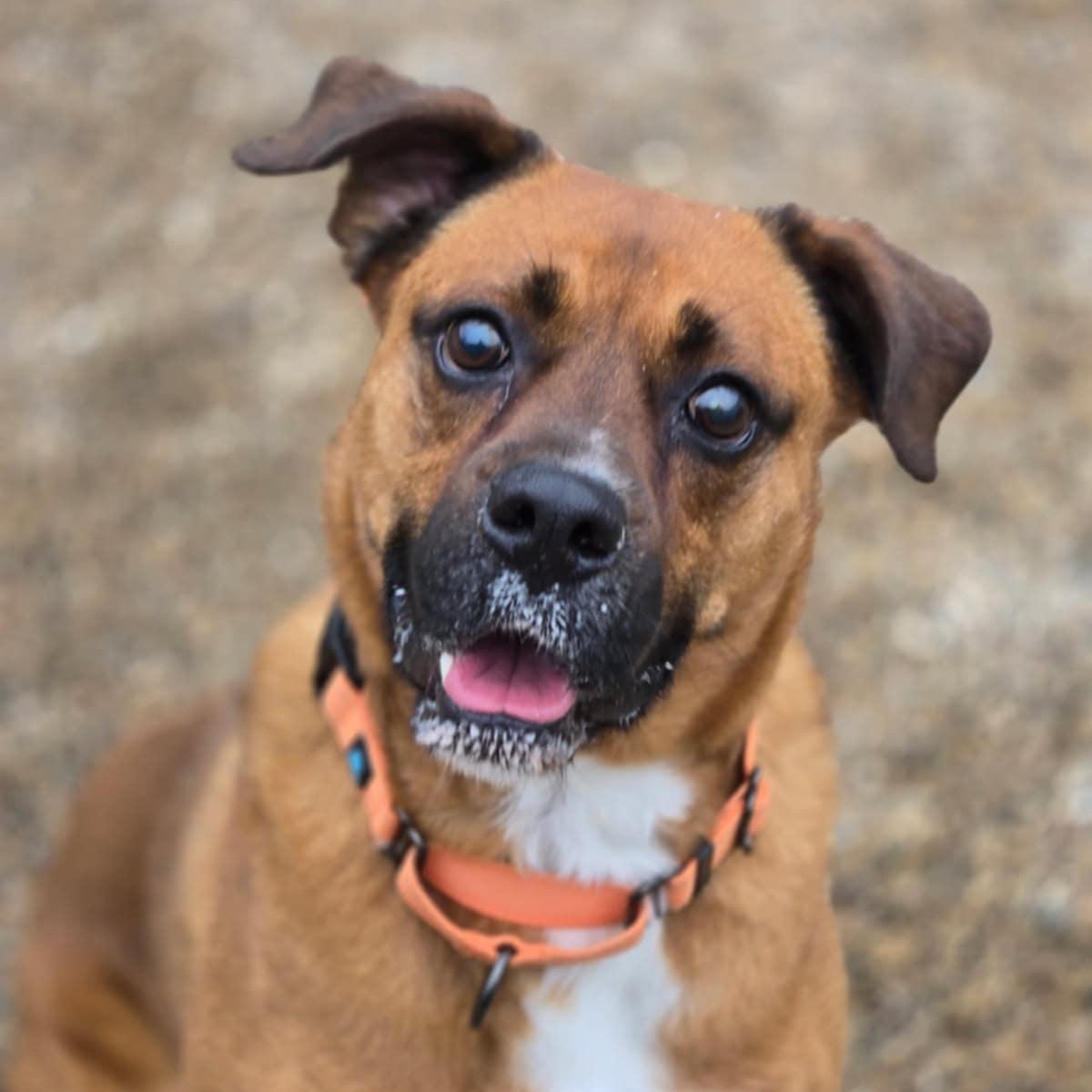 Knyght, an adoptable Boxer in Hutchinson, MN, 55350 | Photo Image 1