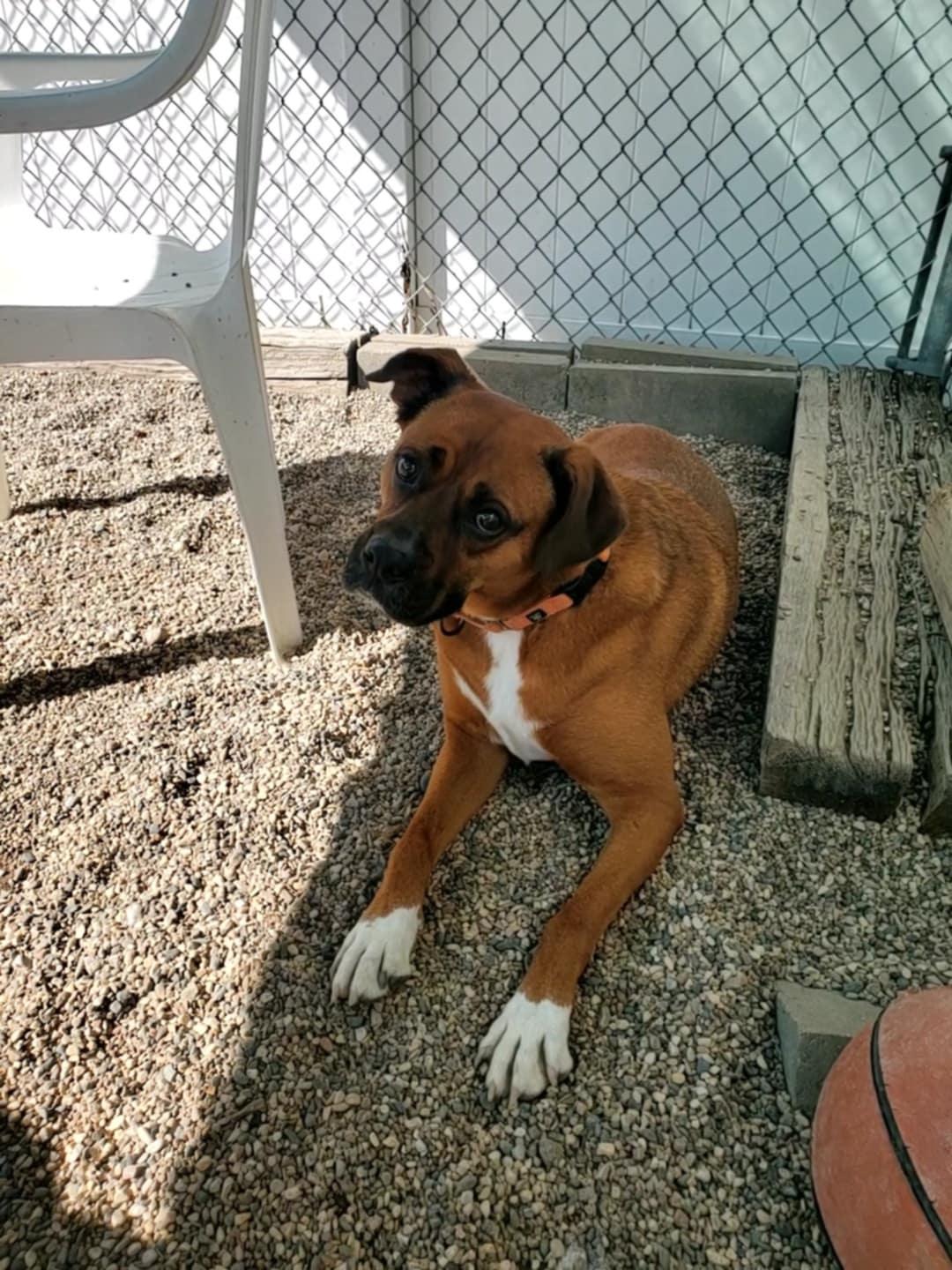 Knyght, an adoptable Boxer in Hutchinson, MN, 55350 | Photo Image 1