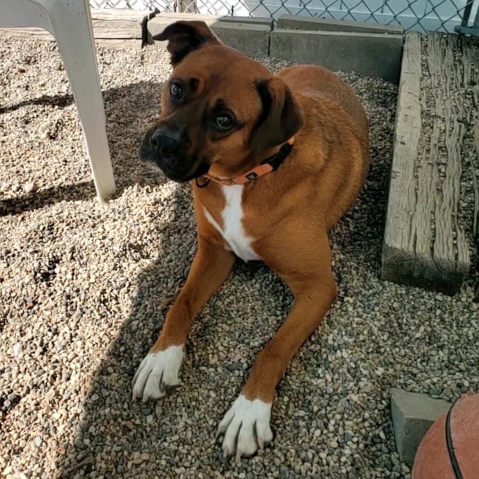 Knyght, a Adoptable mixed breed in Hutchinson, MN image 2/6