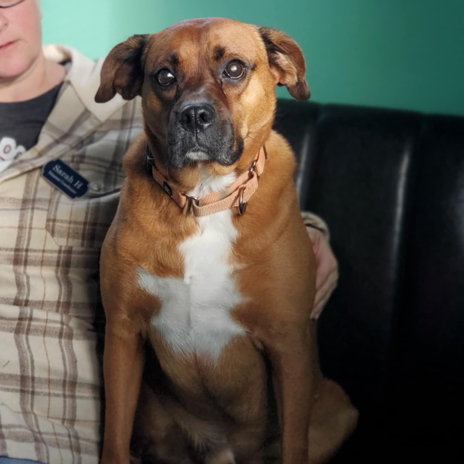 Knyght, a Adoptable mixed breed in Hutchinson, MN image 1/6