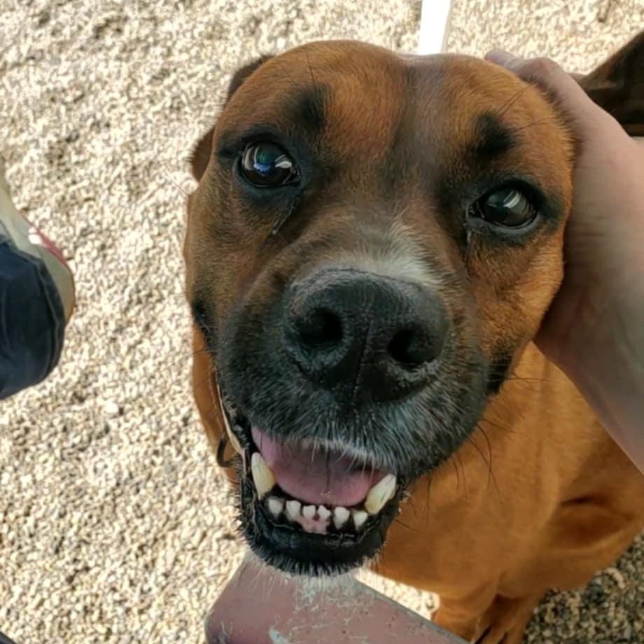 Knyght, a Adoptable mixed breed in Hutchinson, MN image 4/6