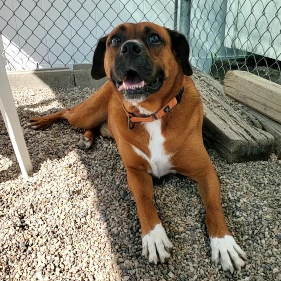 Knyght, a Adoptable mixed breed in Hutchinson, MN image 5/6