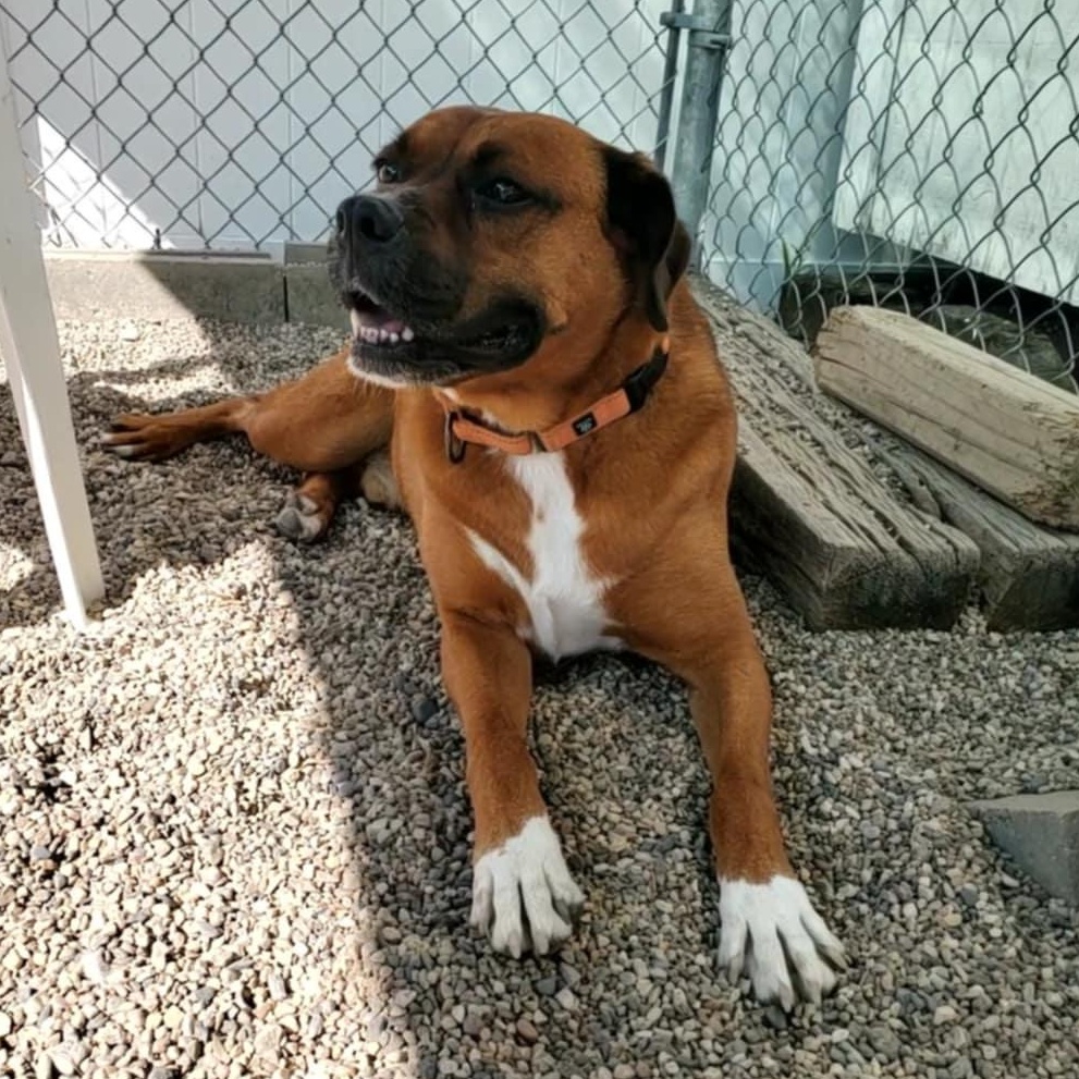 Knyght, a Adoptable mixed breed in Hutchinson, MN image 3/6