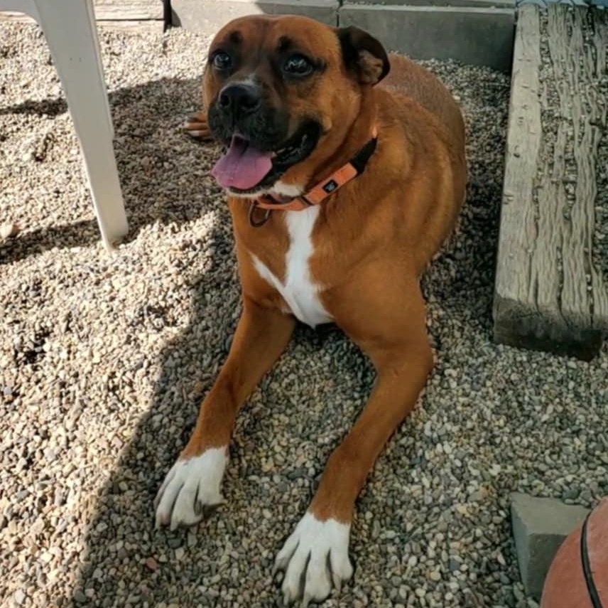 Knyght, an adoptable Boxer in Hutchinson, MN, 55350 | Photo Image 4