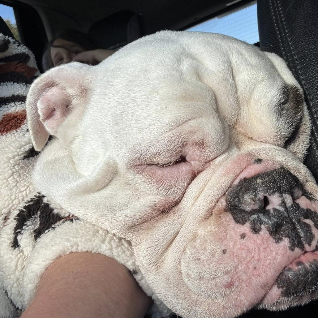 Enlarge Lucci, a Adoptable English Bulldog in Huber Heights, OH image 2/5