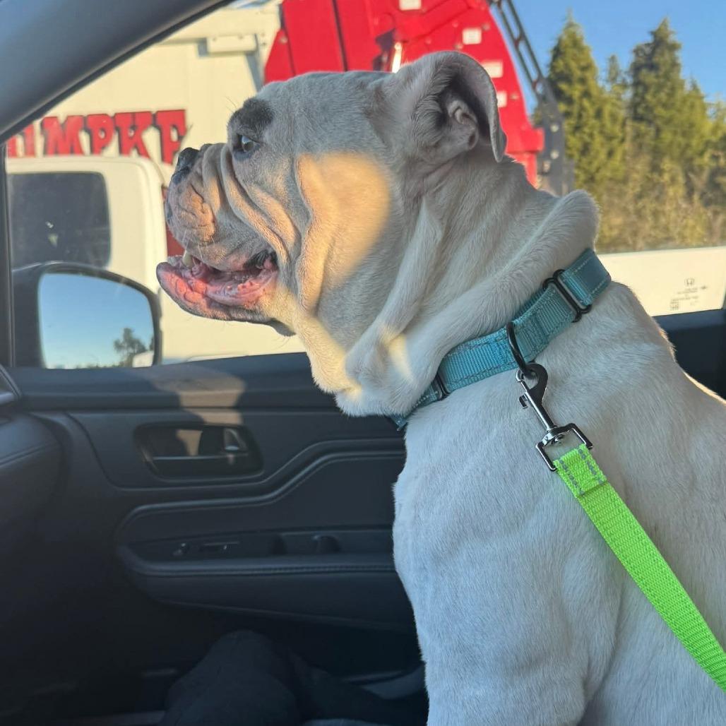 Enlarge Lucci, a Adoptable English Bulldog in Huber Heights, OH image 3/5