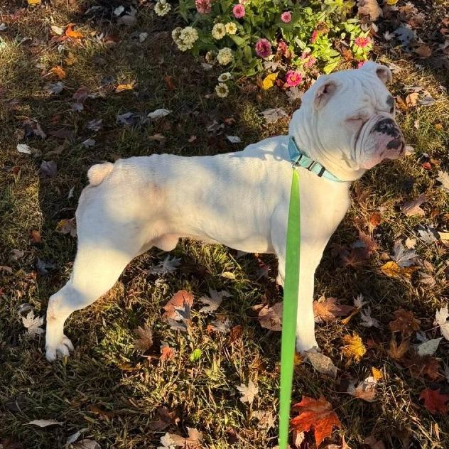 Enlarge Lucci, a Adoptable English Bulldog in Huber Heights, OH image 5/5