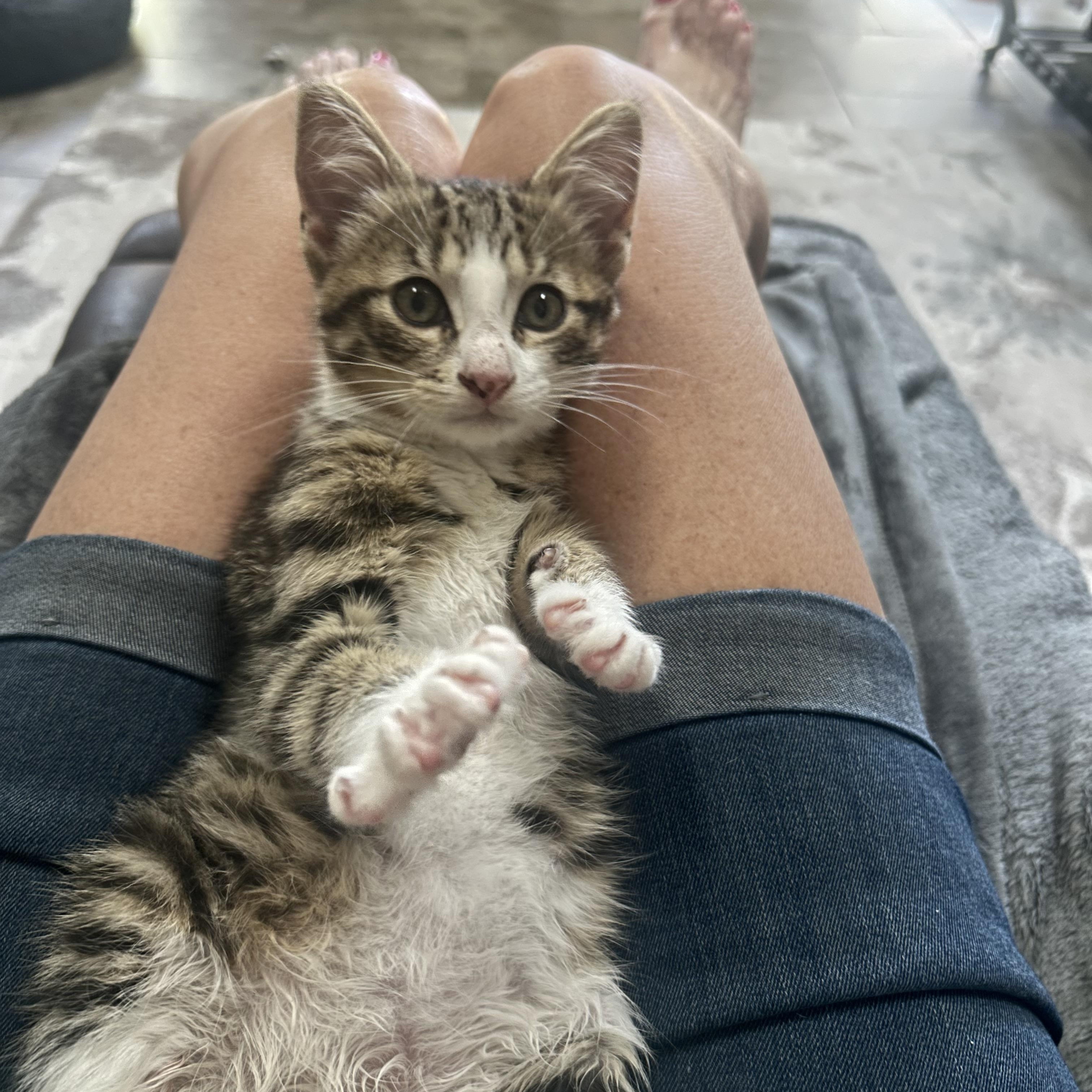 Beau ( loves belly rubs), ADOPTABLE, Kitten Male Domestic Short Hair.