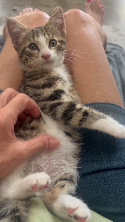 Enlarge Beau ( loves belly rubs), a ADOPTABLE mixed breed in Macomb, MI video 2/5