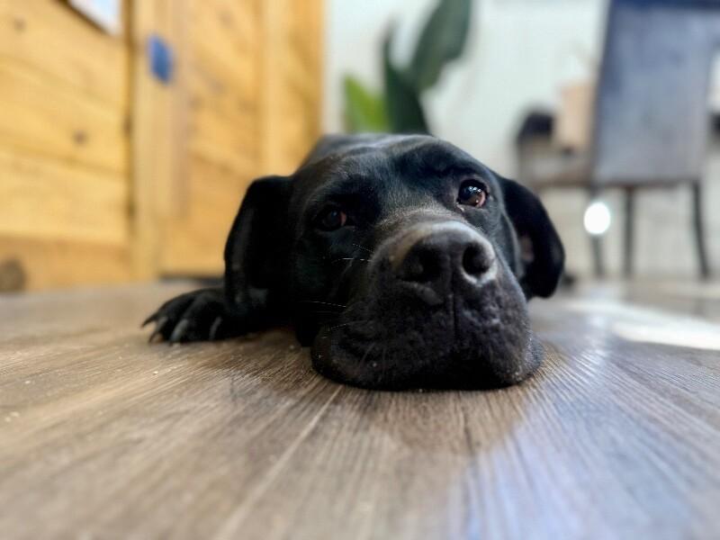 Finn Fun Loving Family Man — thumbnail 5