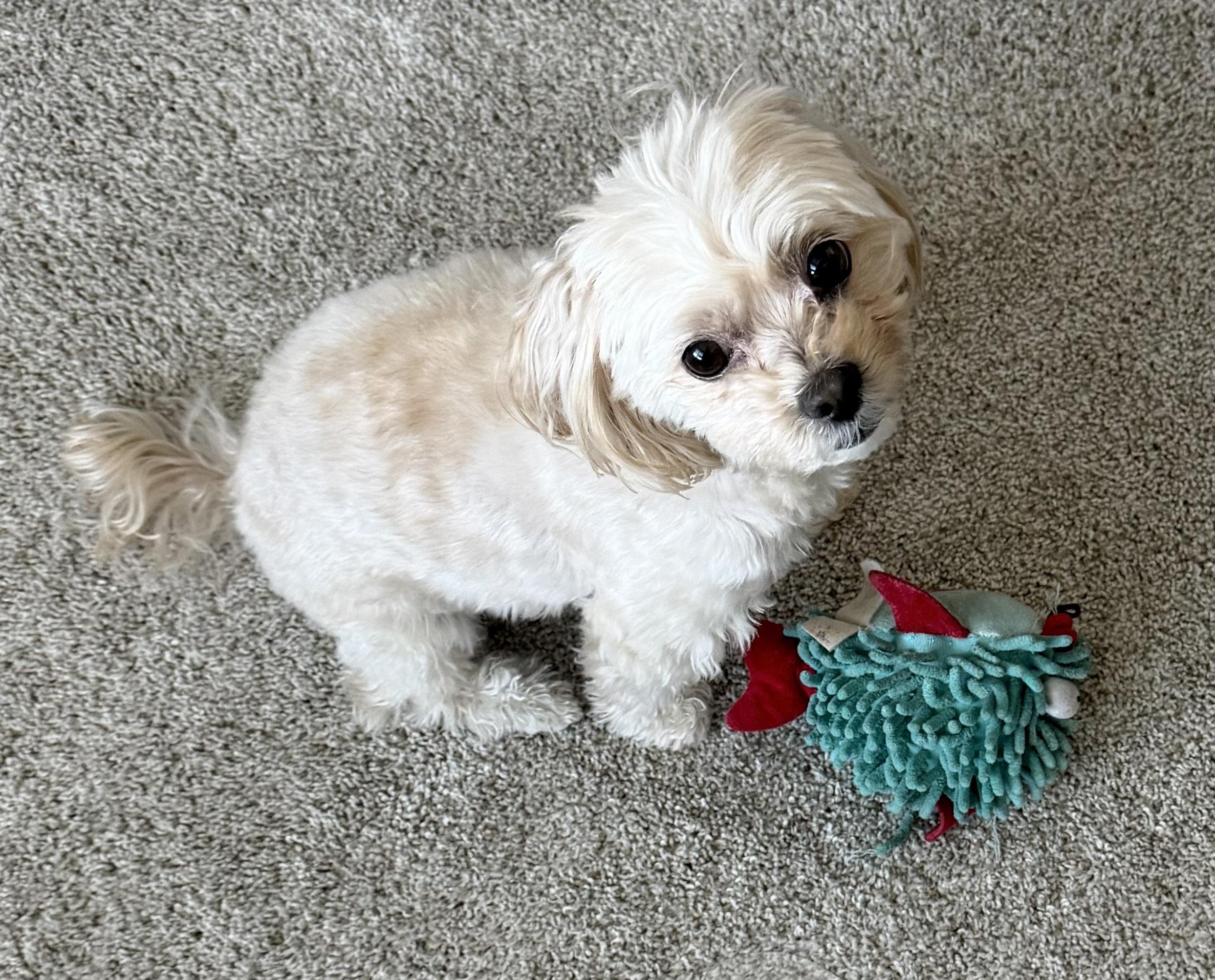 Mr. Mojo, a ADOPTABLE Maltipoo in Lawrenceville, GA image 2/2