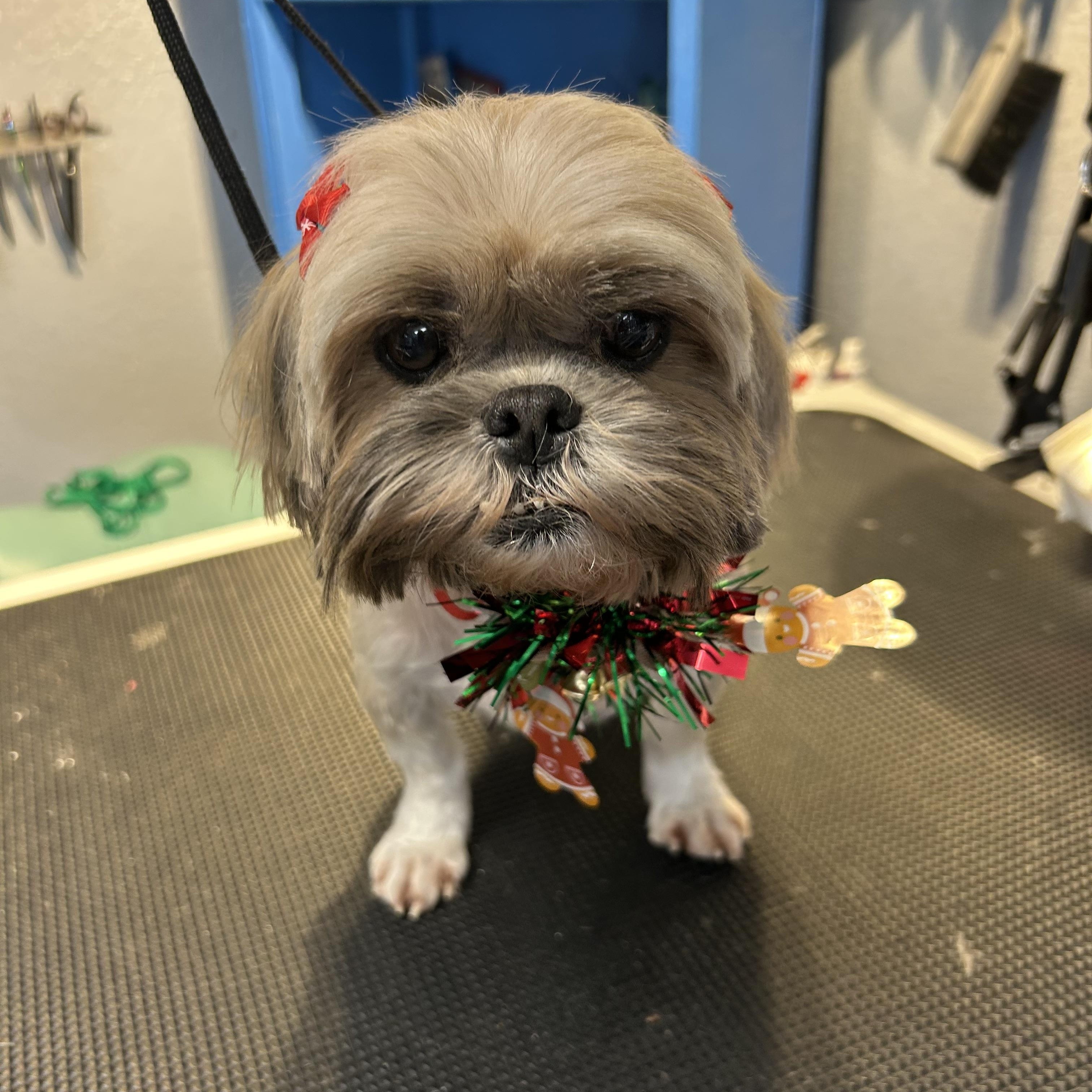 Judy Tucker, adopted, Senior Female Shih Tzu.