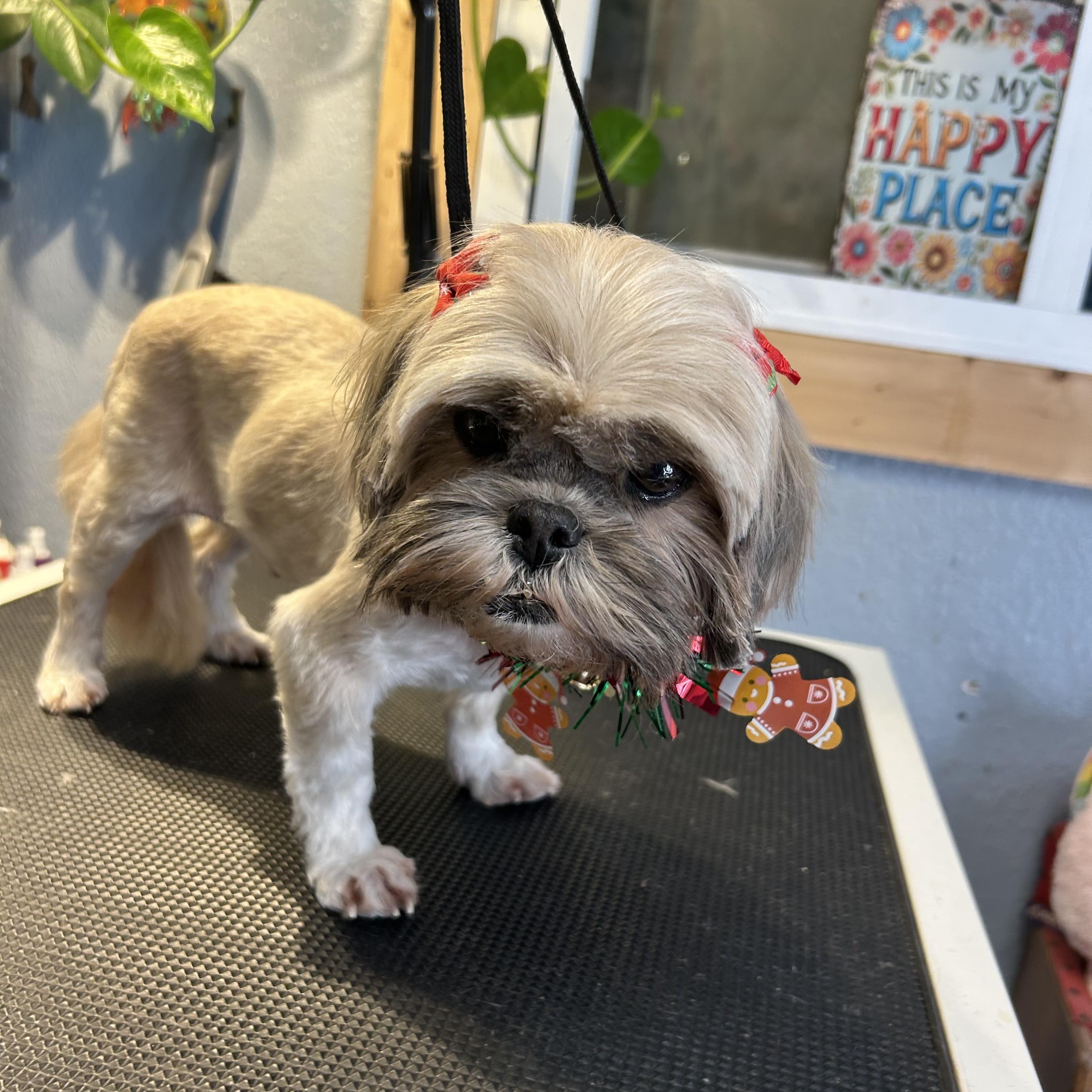 Enlarge Judy Tucker, an adopted Shih Tzu in Belleville, NJ image 4/4