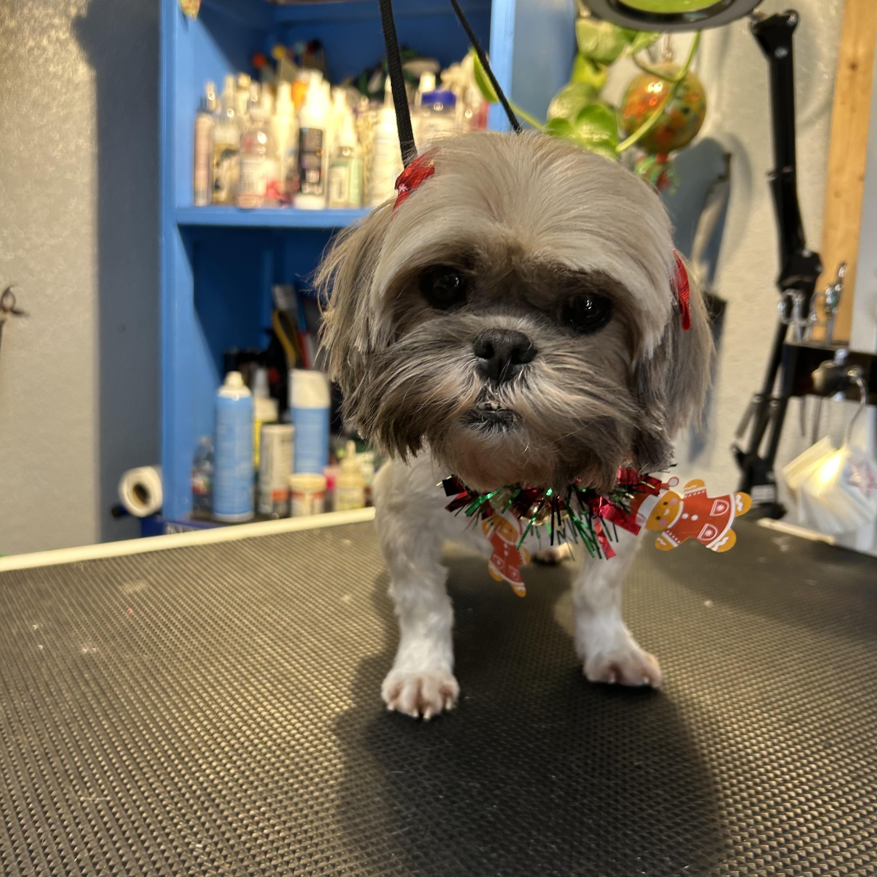 Enlarge Judy Tucker, an adopted Shih Tzu in Belleville, NJ image 3/4