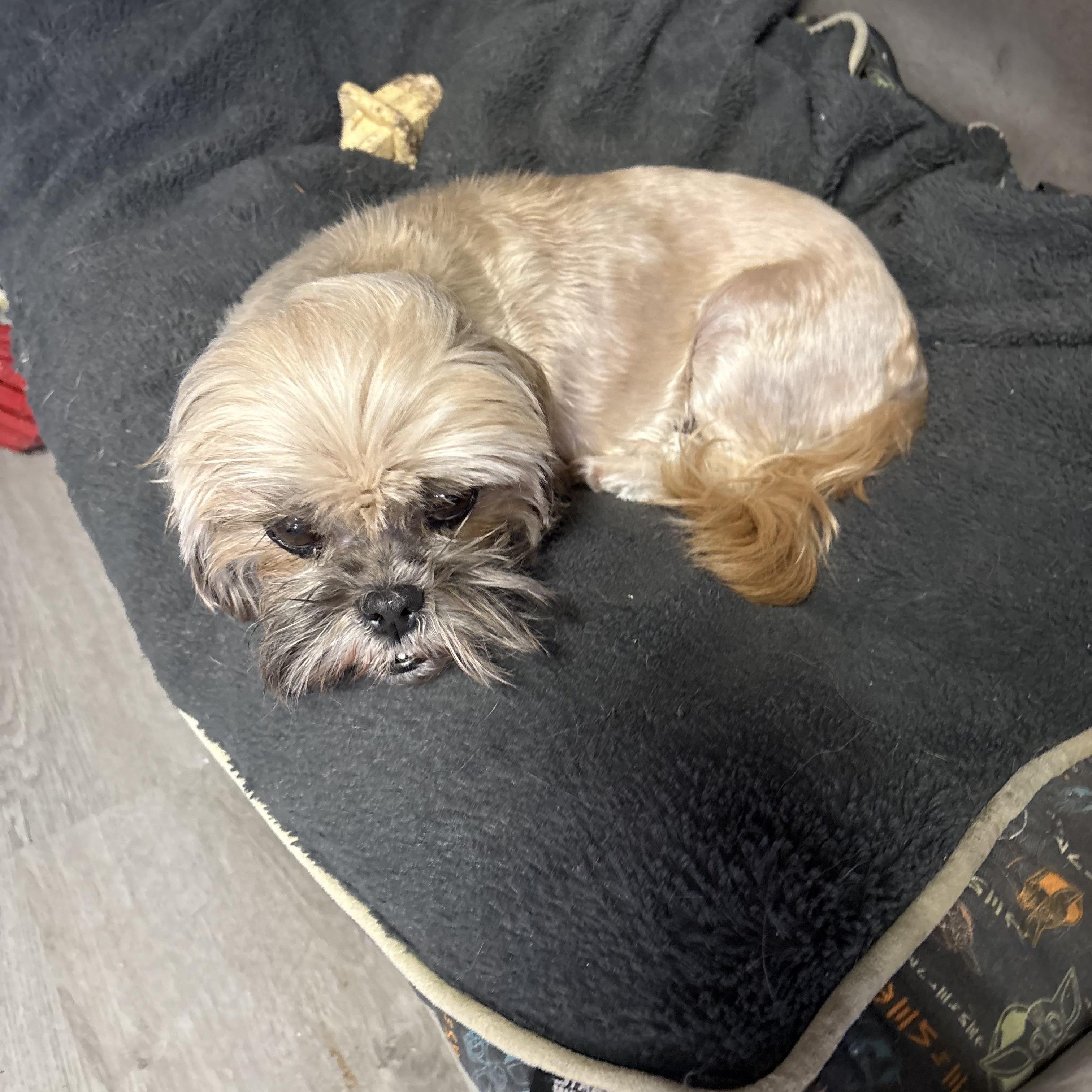 Enlarge Judy Tucker, an adopted Shih Tzu in Belleville, NJ image 2/4