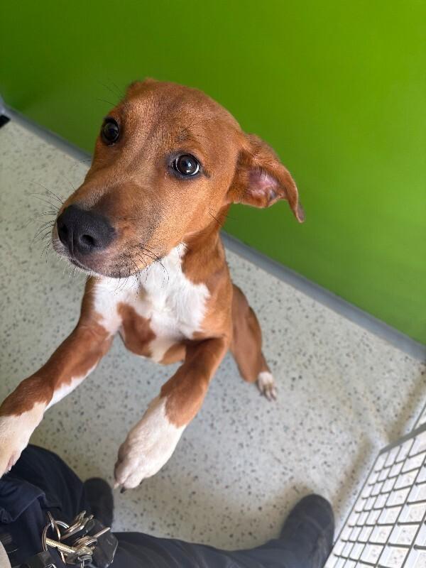 Rusty, Adoptable, Adult Male Hound & Mixed Breed.
