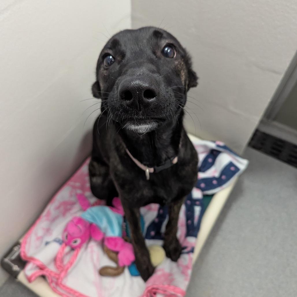 Enlarge Zora, a Adoptable mixed breed in Reisterstown, MD image 1/2