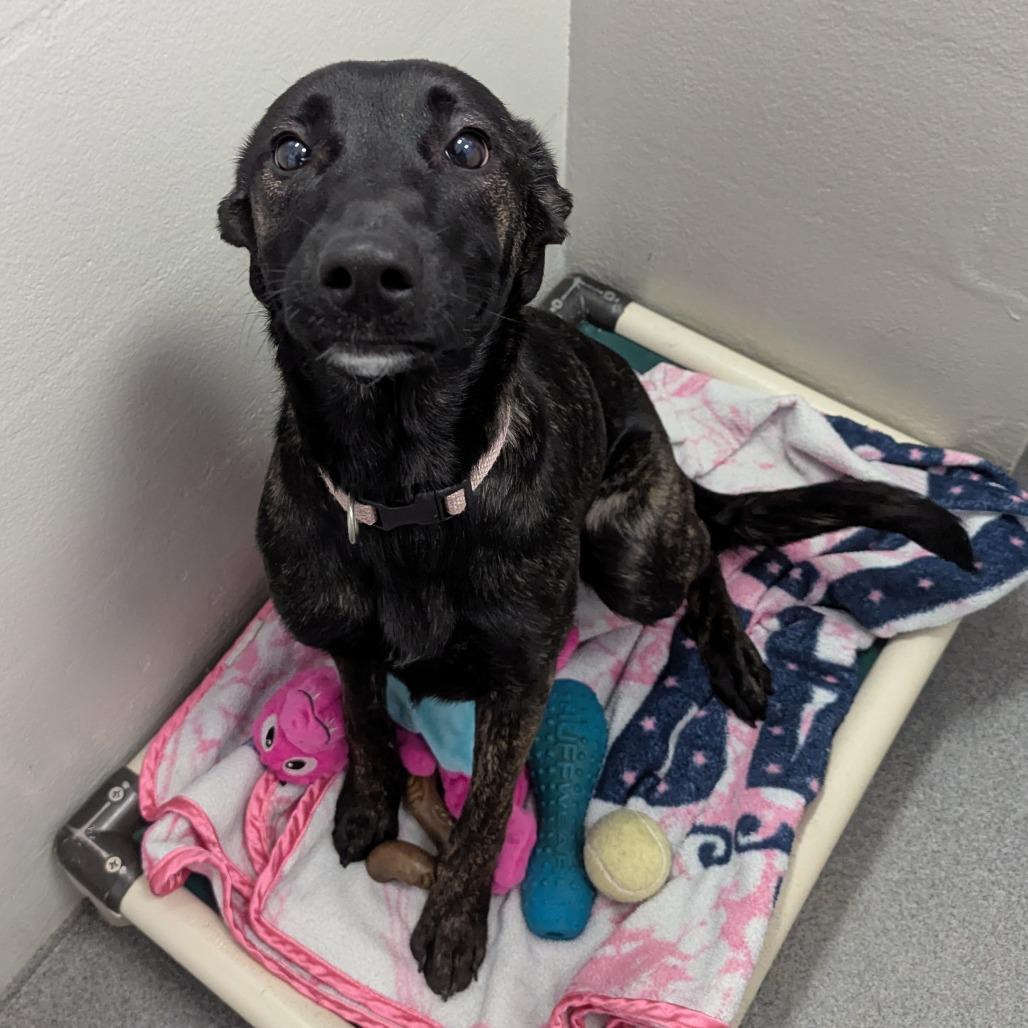 Enlarge Zora, a Adoptable mixed breed in Reisterstown, MD image 2/2