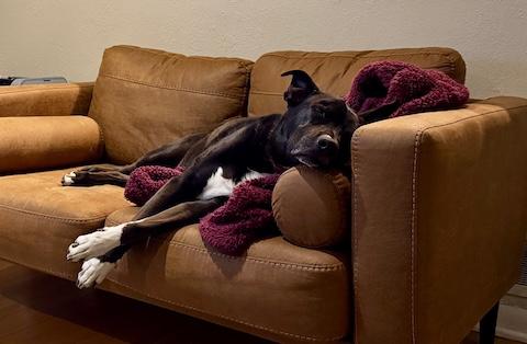 Boo Radley, a Adoptable mixed breed in Denver, CO image 5/6