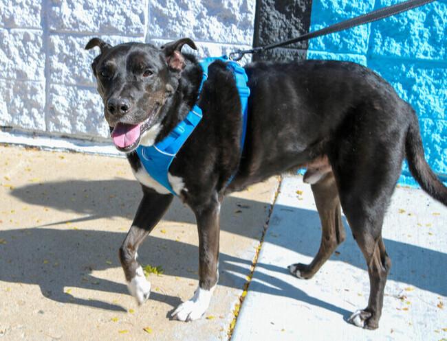 Boo Radley, Adoptable, Senior Male Black Labrador Retriever & Boxer.
