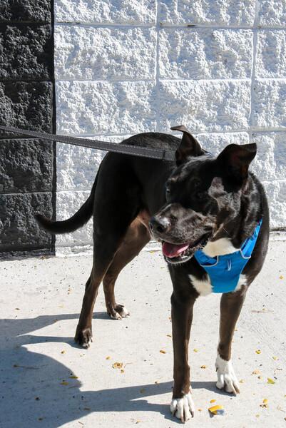 Boo Radley, a Adoptable mixed breed in Denver, CO image 3/4