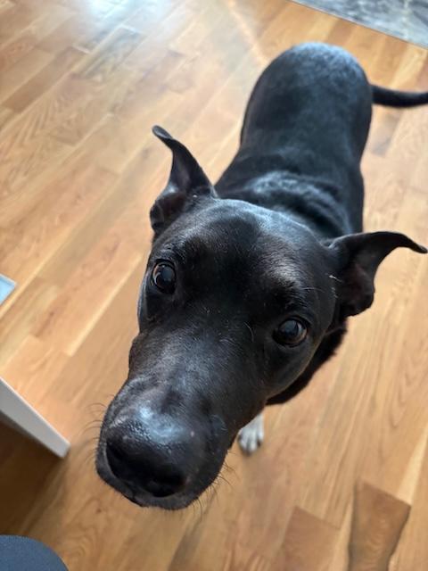 Boo Radley, a Adoptable mixed breed in Denver, CO image 6/6