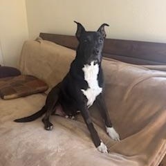 Boo Radley, a Adoptable mixed breed in Denver, CO image 4/6