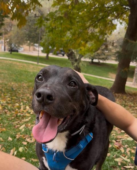 Boo Radley, Adoptable, Senior Male Black Labrador Retriever & Boxer.