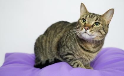 Antonio, Adoptable, Adult Male Domestic Short Hair & Domestic Short Hair.