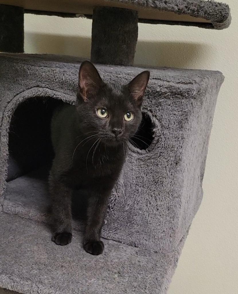 Victor, Adoptable, Kitten Male Domestic Short Hair.