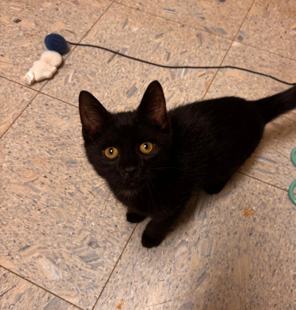 Enlarge Victor, a Adoptable mixed breed in Sandusky, OH image 2/2