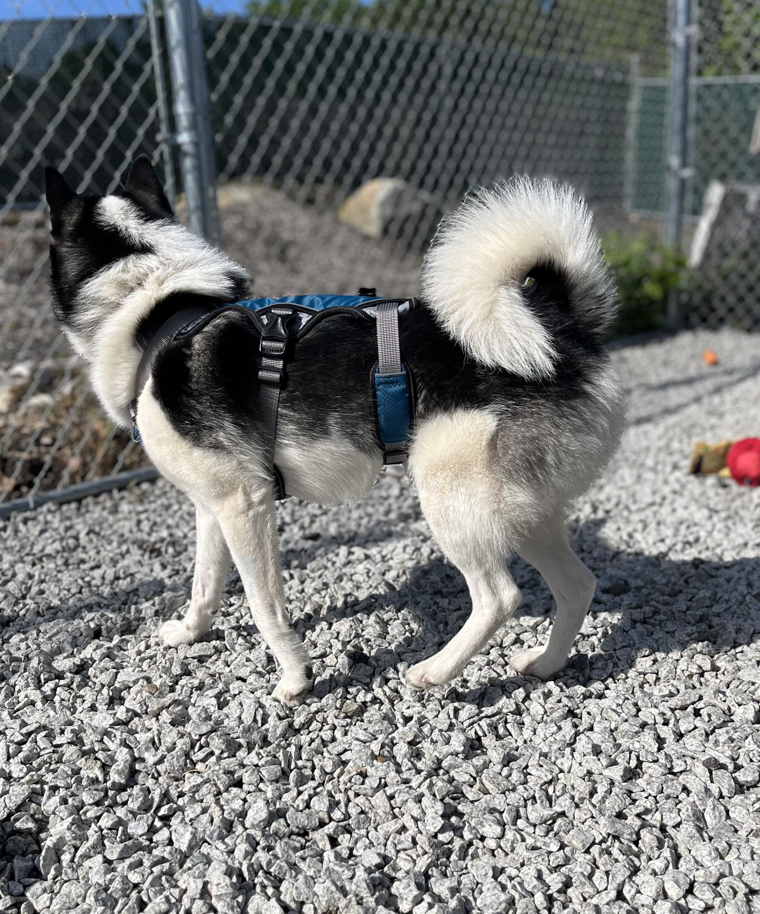 Bug, a Adoptable mixed breed in Blackstone, MA image 3/6