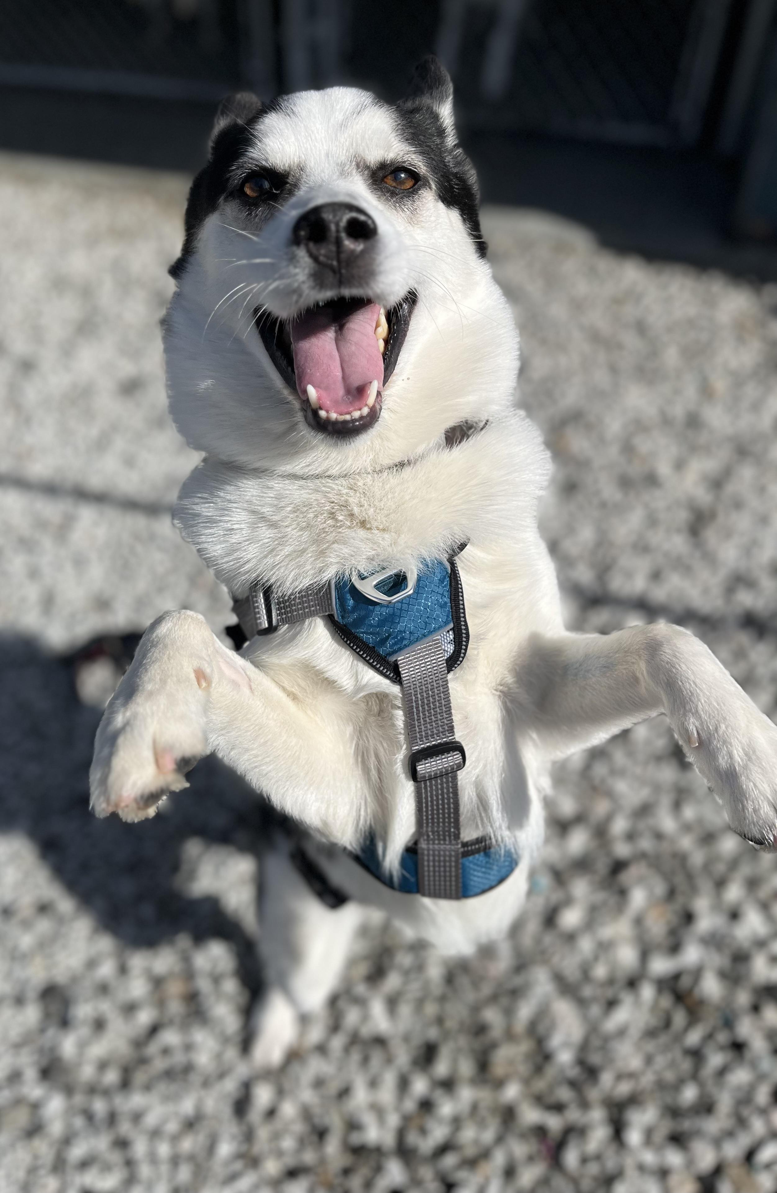 Bug, a Adoptable mixed breed in Blackstone, MA image 2/6