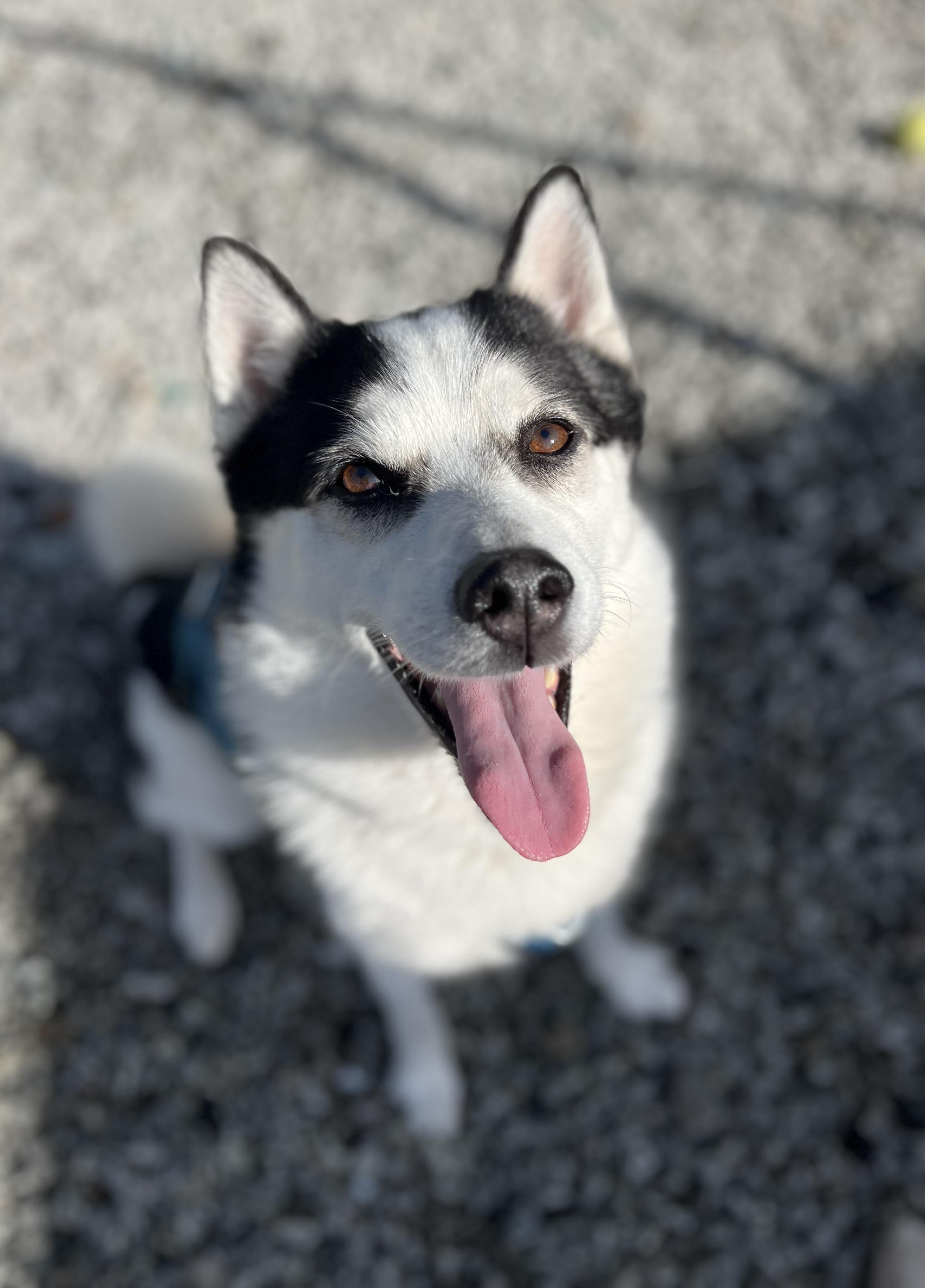 Bug, a Adoptable mixed breed in Blackstone, MA image 5/6