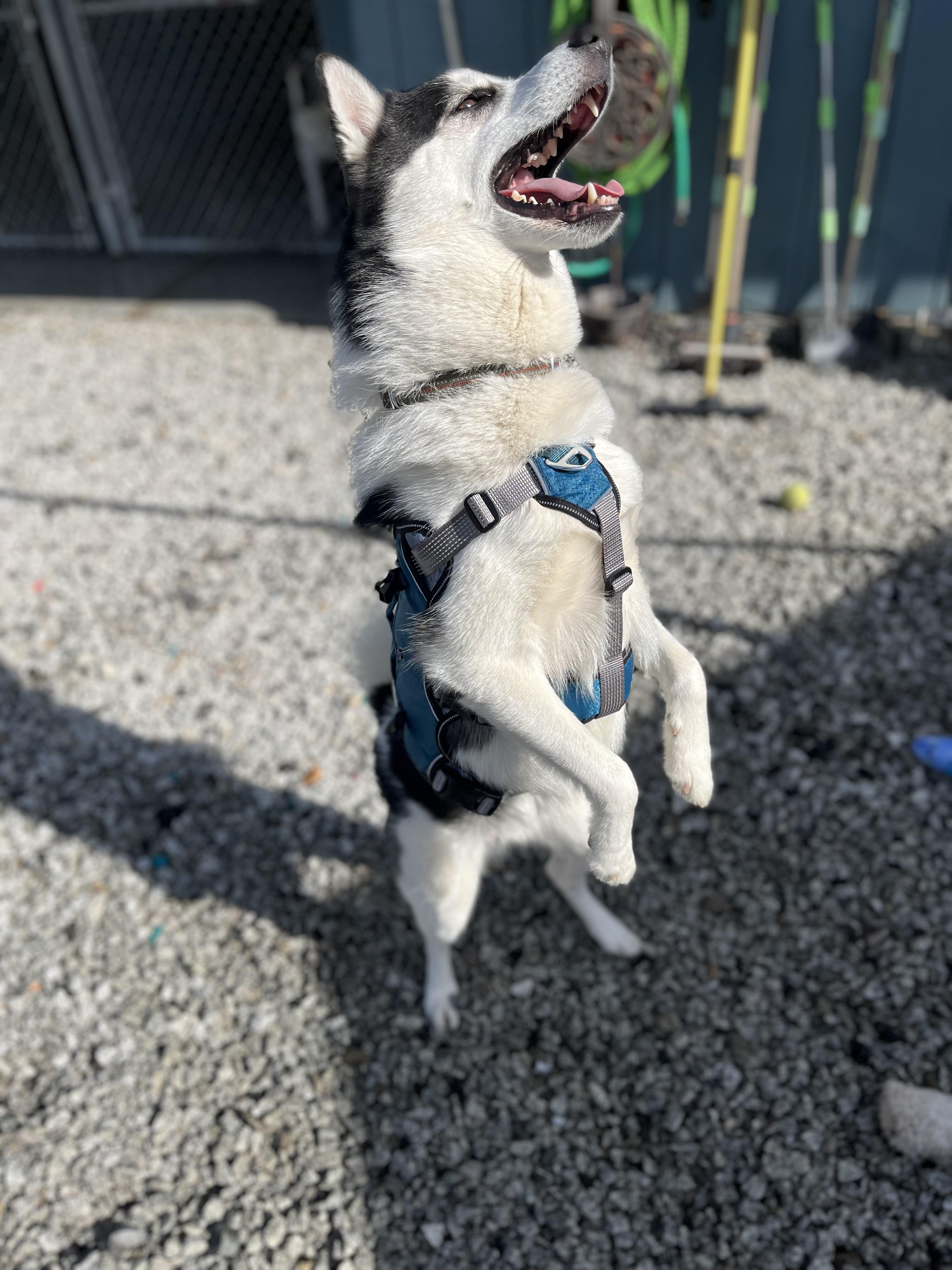 Bug, a Adoptable mixed breed in Blackstone, MA image 6/6