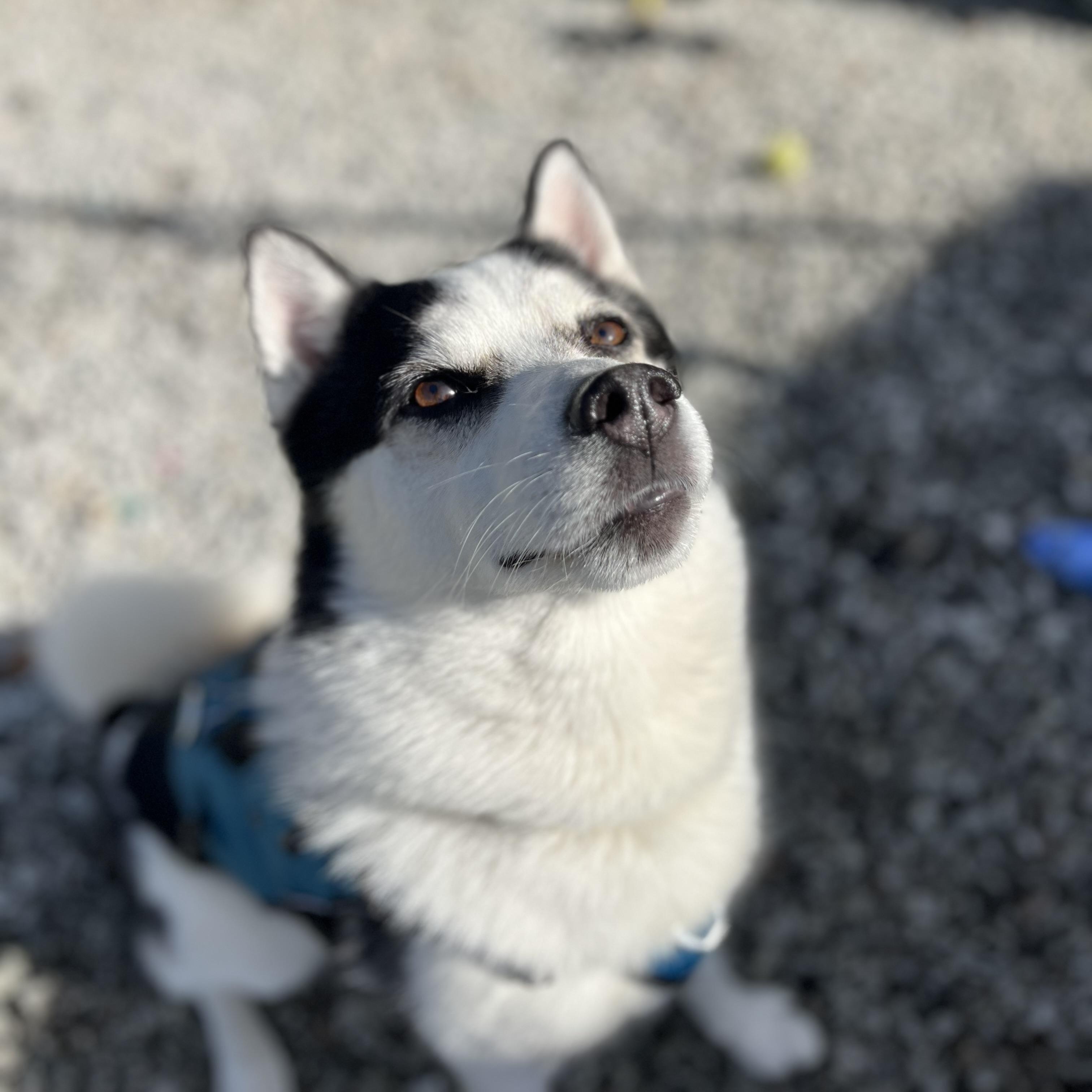 Bug, Adoptable, Young Male Siberian Husky & Pomeranian.