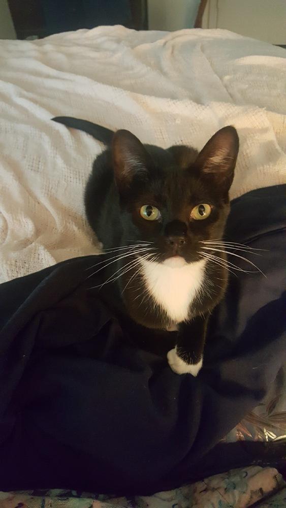 Oreana 2633, a Adoptable American Shorthair in Dallas, TX image 1/4