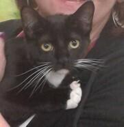 Oreana 2633, Adoptable, Adult Female American Shorthair.