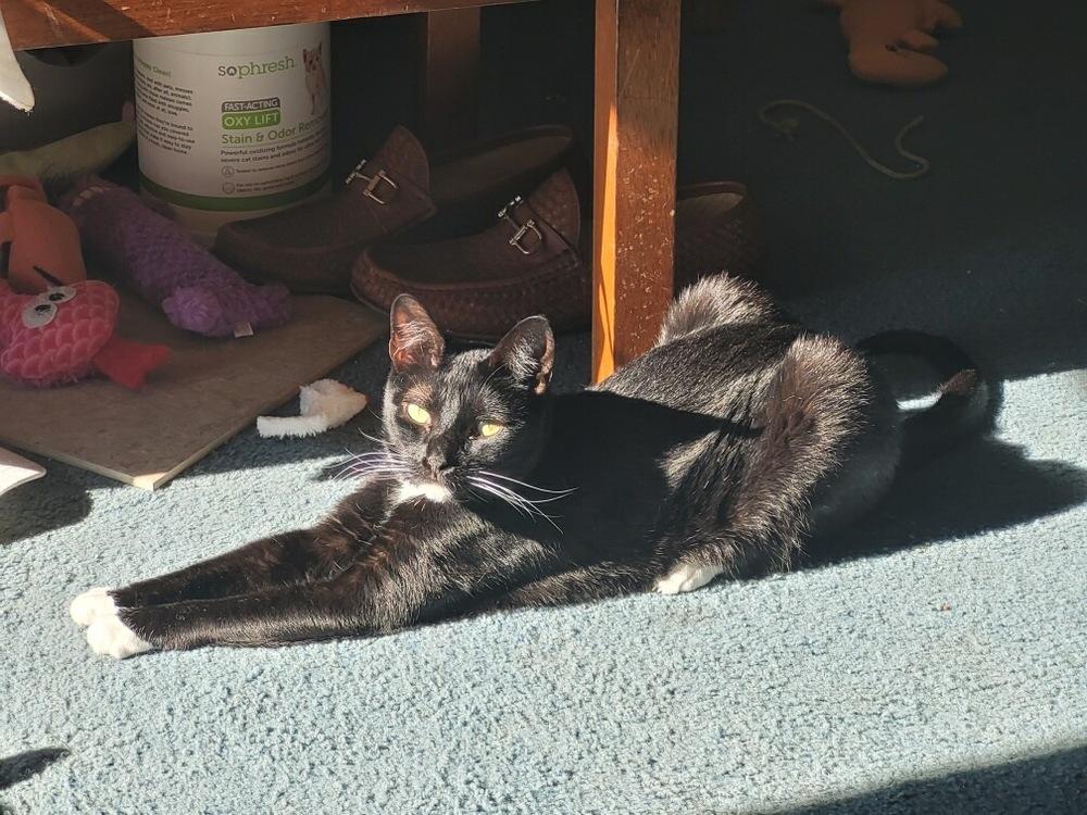 Oreana 2633, a Adoptable American Shorthair in Dallas, TX image 3/4